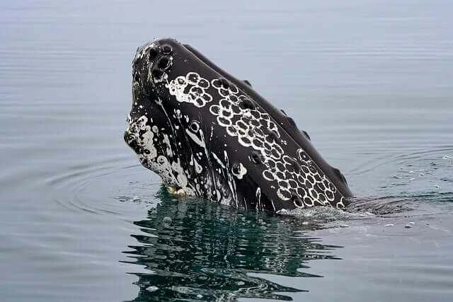 humpback whale